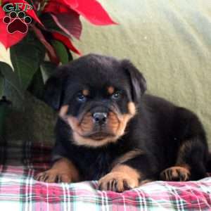 Hudson, Rottweiler Puppy