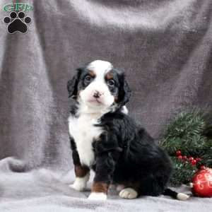 Hudson, Mini Bernedoodle Puppy