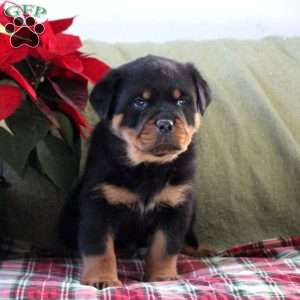 Hudson, Rottweiler Puppy