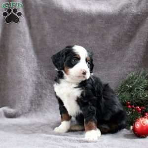 Hudson, Mini Bernedoodle Puppy