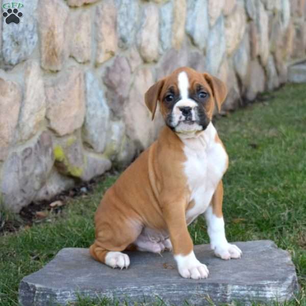 Hugo, Boxer Puppy