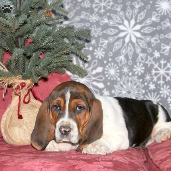 Hugo, Basset Hound Puppy