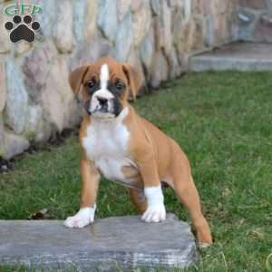 Hugo, Boxer Puppy