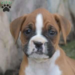 Hugo, Boxer Puppy