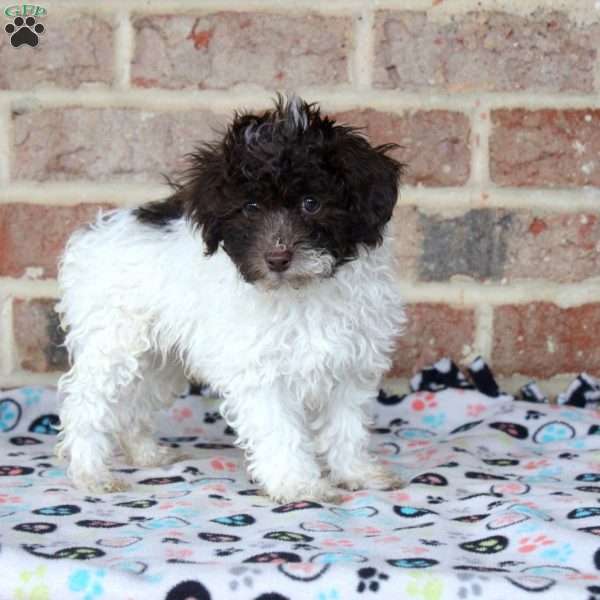 Hunter, Toy Poodle Puppy