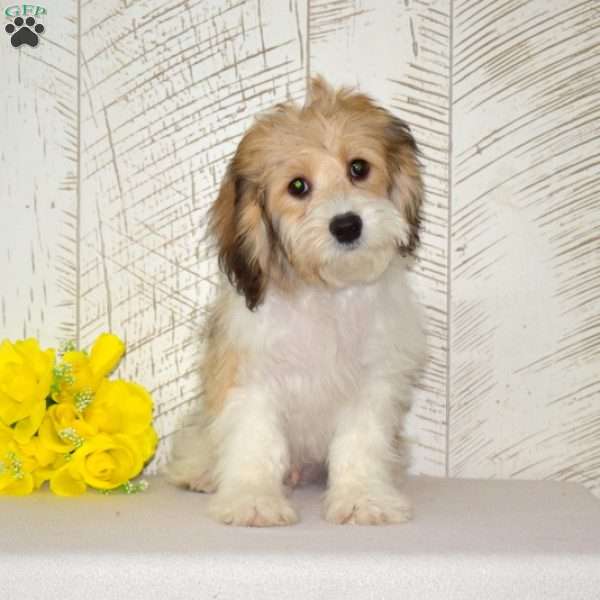 Hunter, Cavachon Puppy