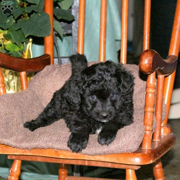 Hunter, Mini Aussiedoodle Puppy