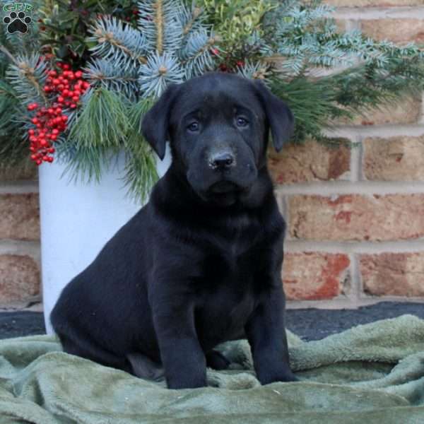 Hazel, Black Labrador Retriever Puppy