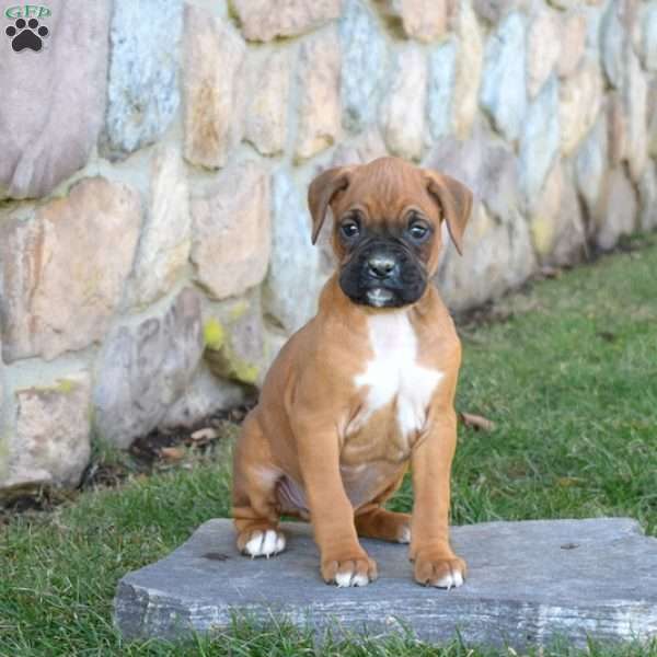 Hunter, Boxer Puppy