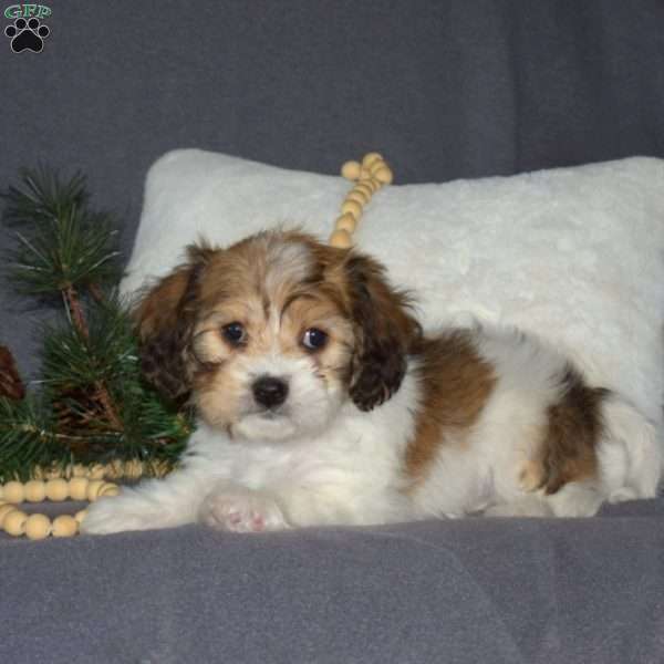 Hunter, Cavachon Puppy