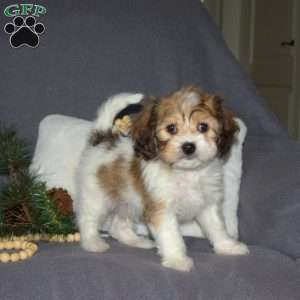 Hunter, Cavachon Puppy