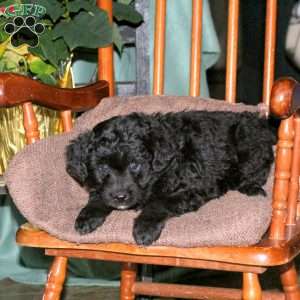 Hunter, Mini Aussiedoodle Puppy