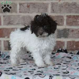 Hunter, Toy Poodle Puppy