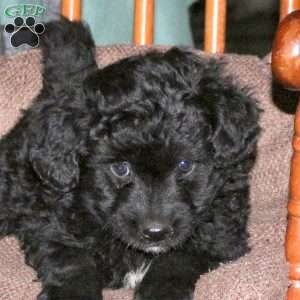 Hunter, Mini Aussiedoodle Puppy