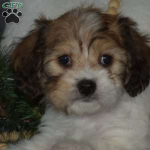 Hunter, Cavachon Puppy