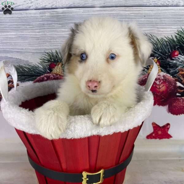 Janelle, Australian Shepherd Puppy