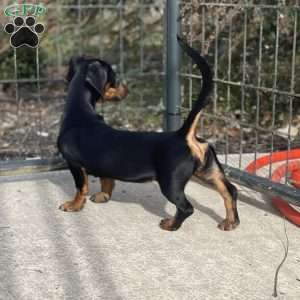 Gilda, Dachshund Puppy