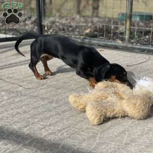 Gilda, Dachshund Puppy