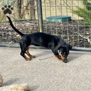 Gilda, Dachshund Puppy