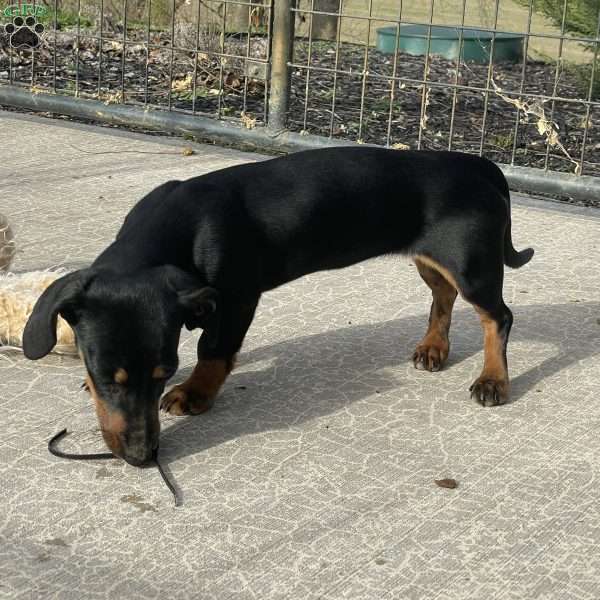 Gilda, Dachshund Puppy