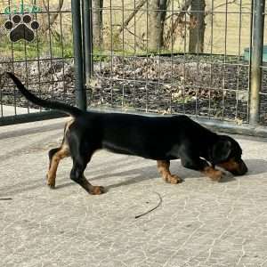 Gilda, Dachshund Puppy