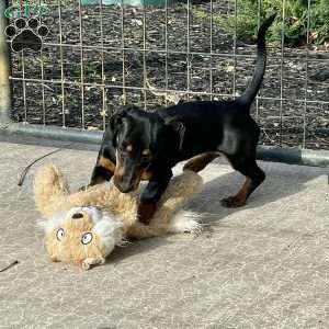 Gilda, Dachshund Puppy