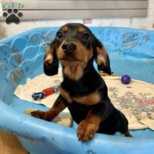 Ben, Dachshund Puppy