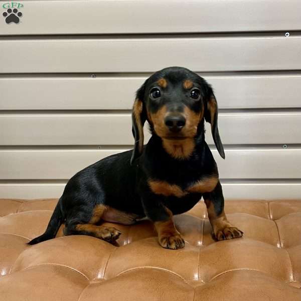 Ben, Dachshund Puppy