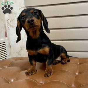 Ben, Dachshund Puppy