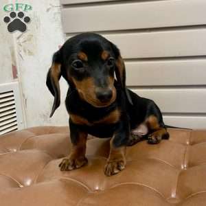 Ben, Dachshund Puppy