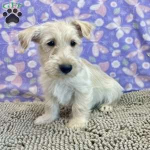 Bill, Scottish Terrier Puppy