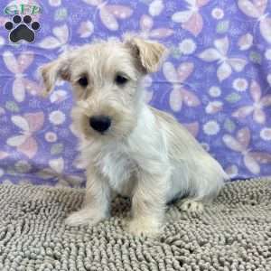 Bill, Scottish Terrier Puppy