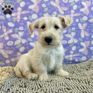 Bill, Scottish Terrier Puppy