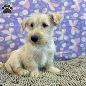 Bill, Scottish Terrier Puppy