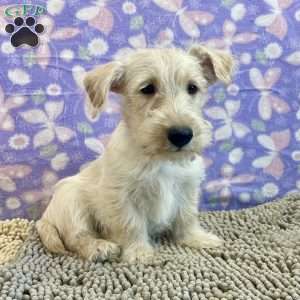 Bill, Scottish Terrier Puppy