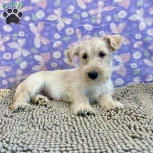 Bill, Scottish Terrier Puppy