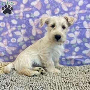 Bill, Scottish Terrier Puppy