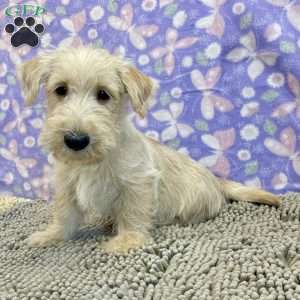 Brad, Scottish Terrier Puppy