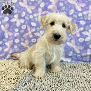 Brad, Scottish Terrier Puppy