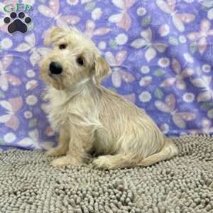 Brad, Scottish Terrier Puppy