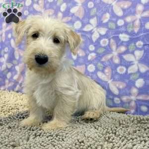 Brad, Scottish Terrier Puppy