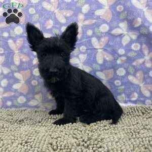 Bernie, Scottish Terrier Puppy