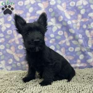 Bernie, Scottish Terrier Puppy