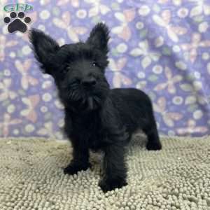 Bernie, Scottish Terrier Puppy