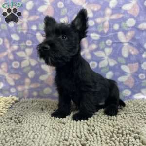 Bernie, Scottish Terrier Puppy