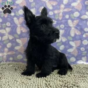 Bernie, Scottish Terrier Puppy