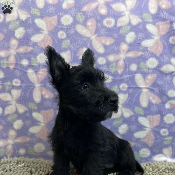 Bernie, Scottish Terrier Puppy