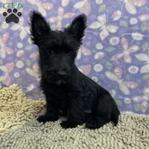 Bernie, Scottish Terrier Puppy