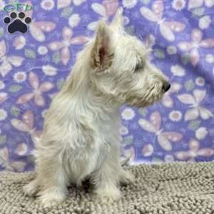 Bertha, Scottish Terrier Puppy