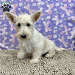 Bertha, Scottish Terrier Puppy